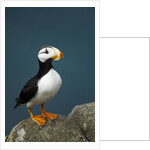 Puffin, Katmai National Park, Alaska by Anonymous