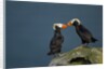Puffin, Katmai National Park, Alaska by Anonymous