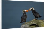 Puffin, Katmai National Park, Alaska by Anonymous