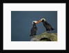 Puffin, Katmai National Park, Alaska by Anonymous