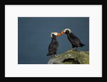 Puffin, Katmai National Park, Alaska by Anonymous
