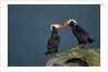 Puffin, Katmai National Park, Alaska by Anonymous