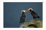 Puffin, Katmai National Park, Alaska by Anonymous