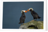 Puffin, Katmai National Park, Alaska by Anonymous
