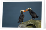 Puffin, Katmai National Park, Alaska by Anonymous