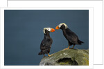 Puffin, Katmai National Park, Alaska by Anonymous