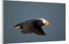 Tufted Puffin, Katmai National Park, Alaska by Anonymous