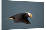Tufted Puffin, Katmai National Park, Alaska by Anonymous