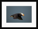 Tufted Puffin, Katmai National Park, Alaska by Anonymous