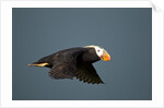 Tufted Puffin, Katmai National Park, Alaska by Anonymous