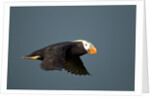 Tufted Puffin, Katmai National Park, Alaska by Anonymous