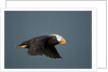 Tufted Puffin, Katmai National Park, Alaska by Anonymous