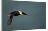 Tufted Puffin, Katmai National Park, Alaska by Anonymous
