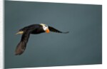 Tufted Puffin, Katmai National Park, Alaska by Anonymous
