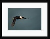 Tufted Puffin, Katmai National Park, Alaska by Anonymous