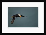 Tufted Puffin, Katmai National Park, Alaska by Anonymous