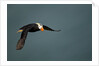 Tufted Puffin, Katmai National Park, Alaska by Anonymous