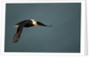 Tufted Puffin, Katmai National Park, Alaska by Anonymous