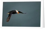 Tufted Puffin, Katmai National Park, Alaska by Anonymous