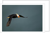 Tufted Puffin, Katmai National Park, Alaska by Anonymous