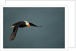 Tufted Puffin, Katmai National Park, Alaska by Anonymous
