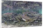 Underwater Spawning Salmon, Alaska by Anonymous