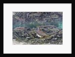 Underwater Spawning Salmon, Alaska by Anonymous