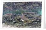 Underwater Spawning Salmon, Alaska by Anonymous