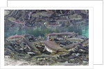 Underwater Spawning Salmon, Alaska by Anonymous