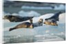 Harbor Seals on Iceberg, Alaska by Anonymous