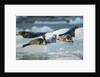 Harbor Seals on Iceberg, Alaska by Anonymous