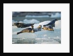 Harbor Seals on Iceberg, Alaska by Anonymous