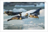 Harbor Seals on Iceberg, Alaska by Anonymous