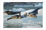 Harbor Seals on Iceberg, Alaska by Anonymous