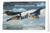 Harbor Seals on Iceberg, Alaska by Anonymous