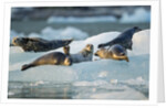 Harbor Seals on Iceberg, Alaska by Anonymous
