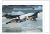 Harbor Seals on Iceberg, Alaska by Anonymous