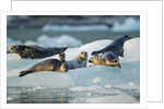 Harbor Seals on Iceberg, Alaska by Anonymous