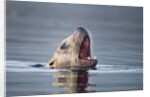 Steller's Sea Lion, Alaska by Anonymous