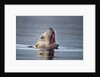 Steller's Sea Lion, Alaska by Anonymous