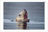 Steller's Sea Lion, Alaska by Anonymous