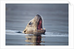 Steller's Sea Lion, Alaska by Anonymous