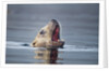 Steller's Sea Lion, Alaska by Anonymous