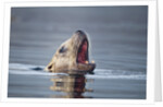 Steller's Sea Lion, Alaska by Anonymous