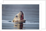 Steller's Sea Lion, Alaska by Anonymous