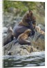 Steller's Sea Lions, Alaska by Anonymous