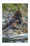 Steller's Sea Lions, Alaska by Anonymous