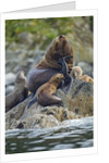 Steller's Sea Lions, Alaska by Anonymous