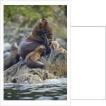 Steller's Sea Lions, Alaska by Anonymous