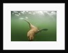 Steller's Sea Lion, Alaska by Anonymous